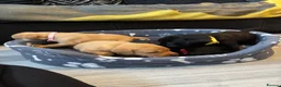 Labrador Retriever dogs for sale: Labrador puppies  in Weymouth - Advert 27