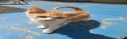 Mixed Breed cats for sale: 3 Ginger Kittens. 8 weeks old  - Advert 8