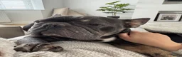French Bulldog dogs for sale: 6 year old Stitch - Advert 4