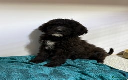 Mixed Breed dogs for sale: f1 St Berdoodle Pups - Image 18