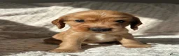 Cocker Spaniel dogs for sale: 6 KC Registered Show Type Cocker Spaniels - Advert 20