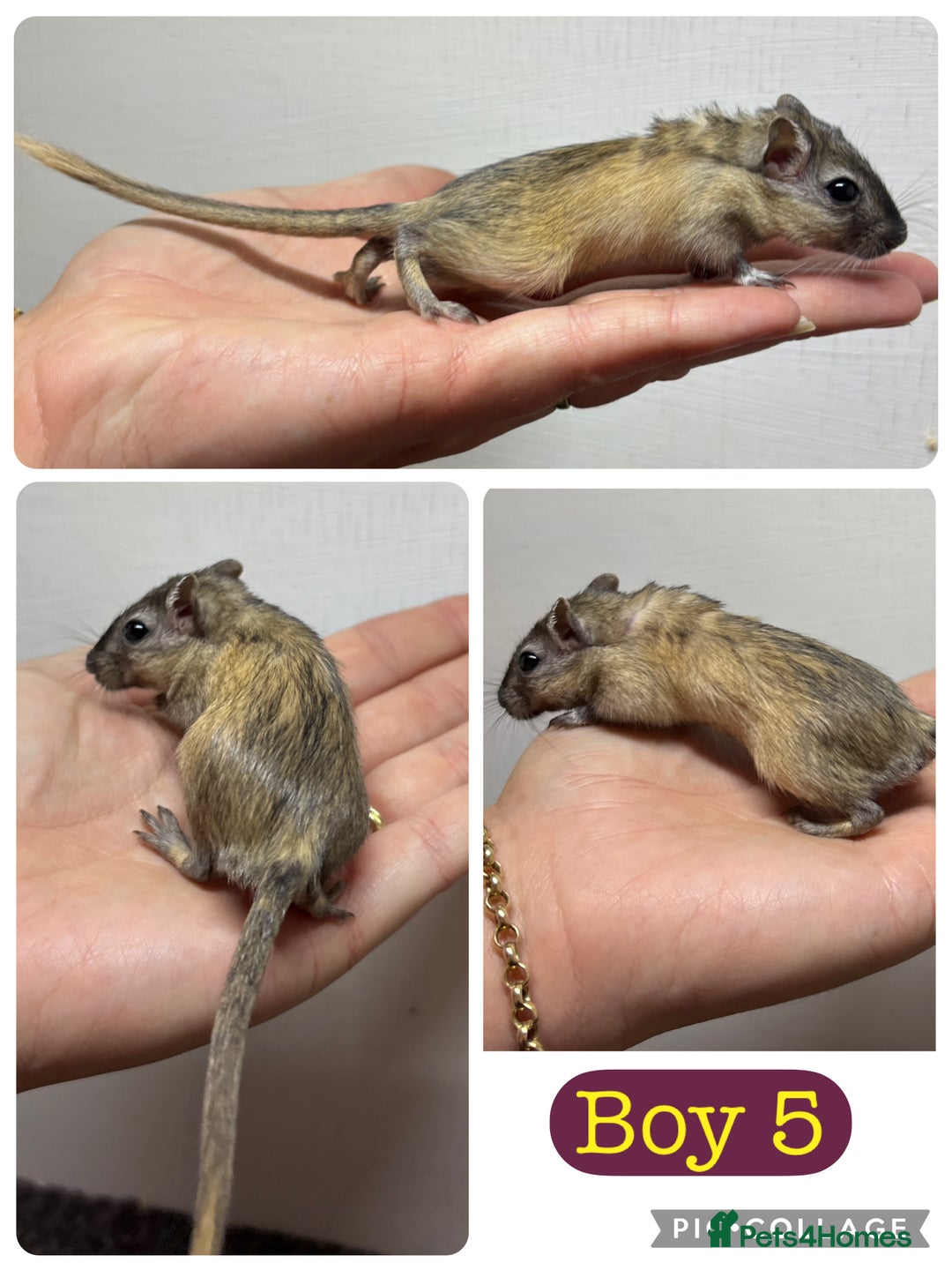 Gerbil rodents for sale: Beautiful friendly baby gerbils  - Image 5
