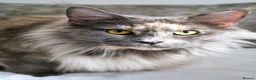 Maine Coon cats for sale: Ready to go, stunning TICA Registered Maine Coons - Advert 16