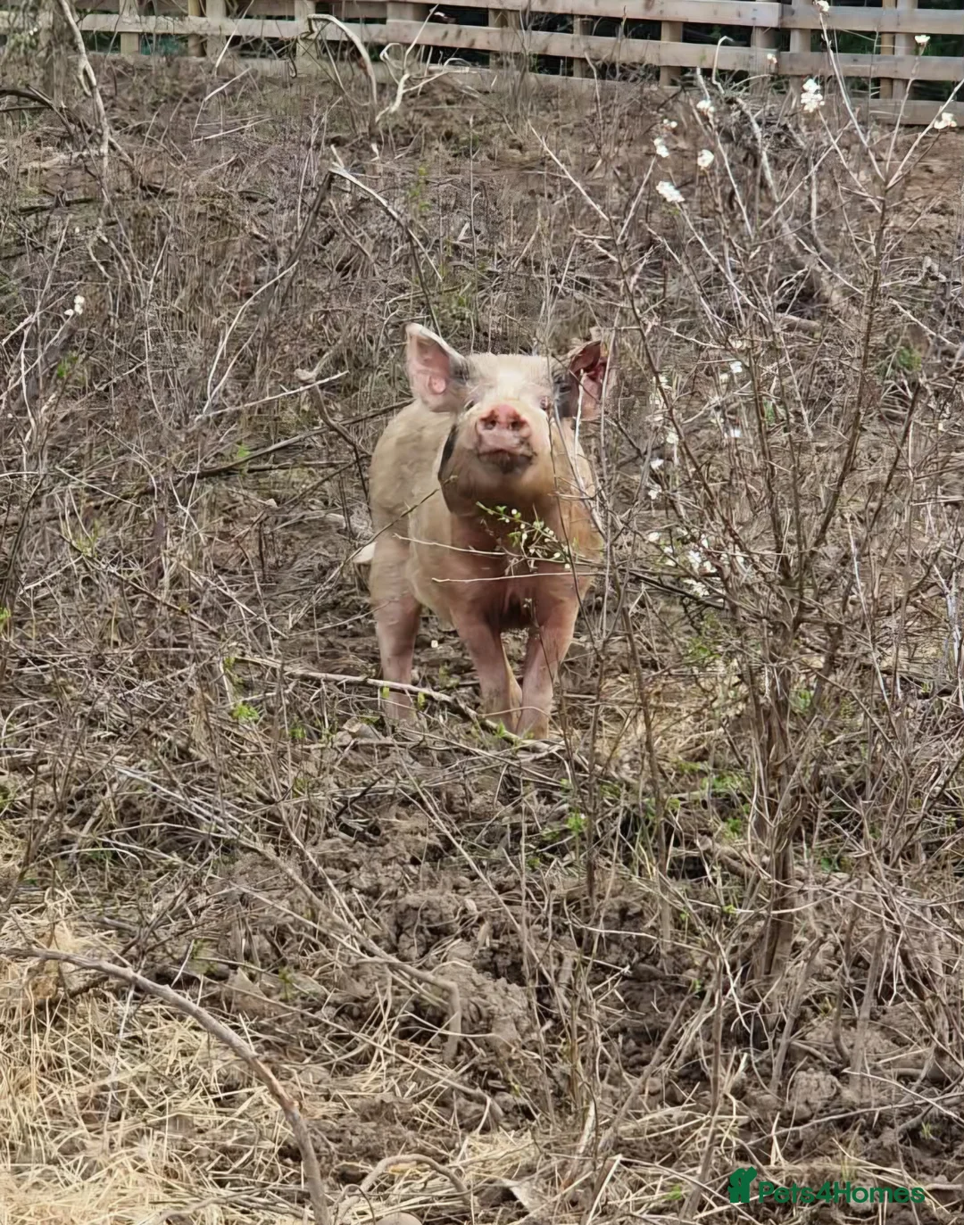 Pig livestock for sale: Young male pigs,juliana x micro pigs in Retford - Advert 6