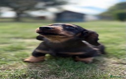 Miniature Dachshund dogs for sale: Black and Tan mini longhaired dachshund  - Image 2