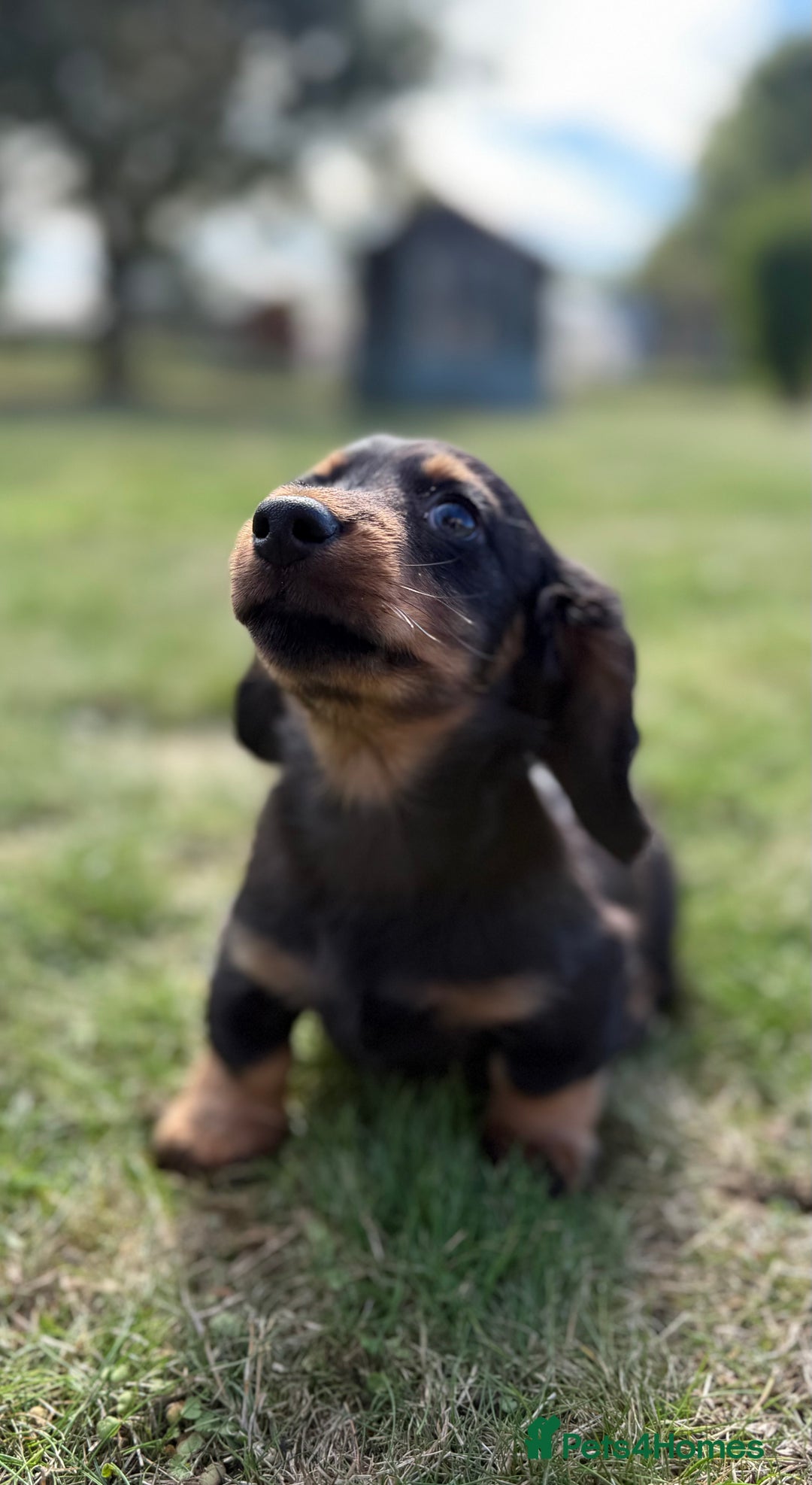 Miniature Dachshund dogs for sale: Black and Tan mini longhaired dachshund  - Image 2