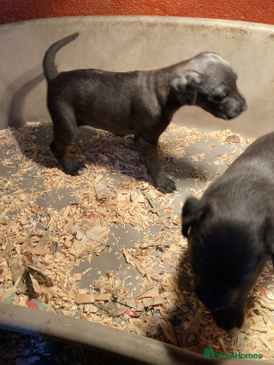 Patterdale Terrier dogs for sale: Working bred pups for sale  - Advert 10