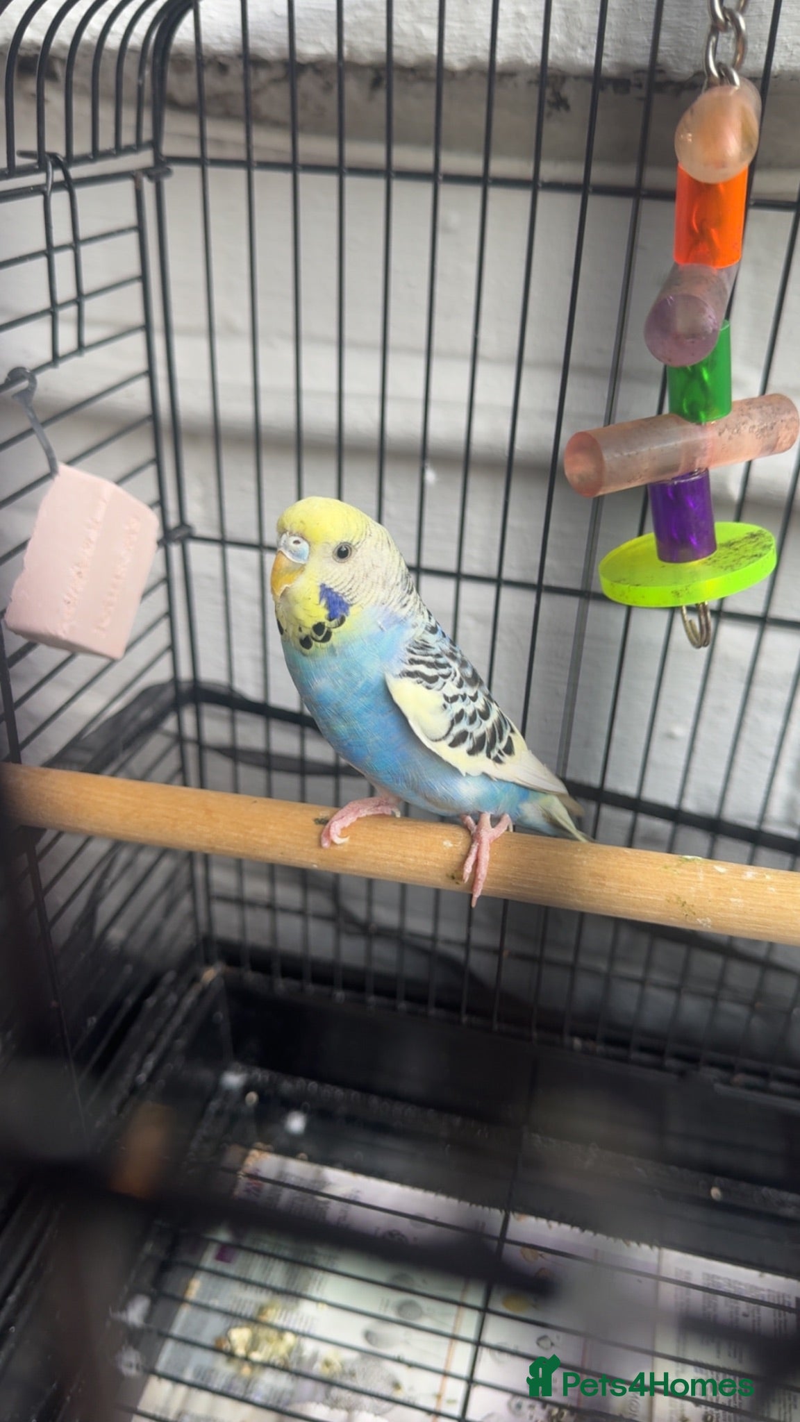 Budgerigars birds Budgie with cage - Advert 1
