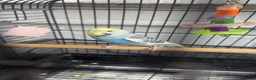 Budgerigars birds for sale: Budgie with cage in Sheffield - Advert 1
