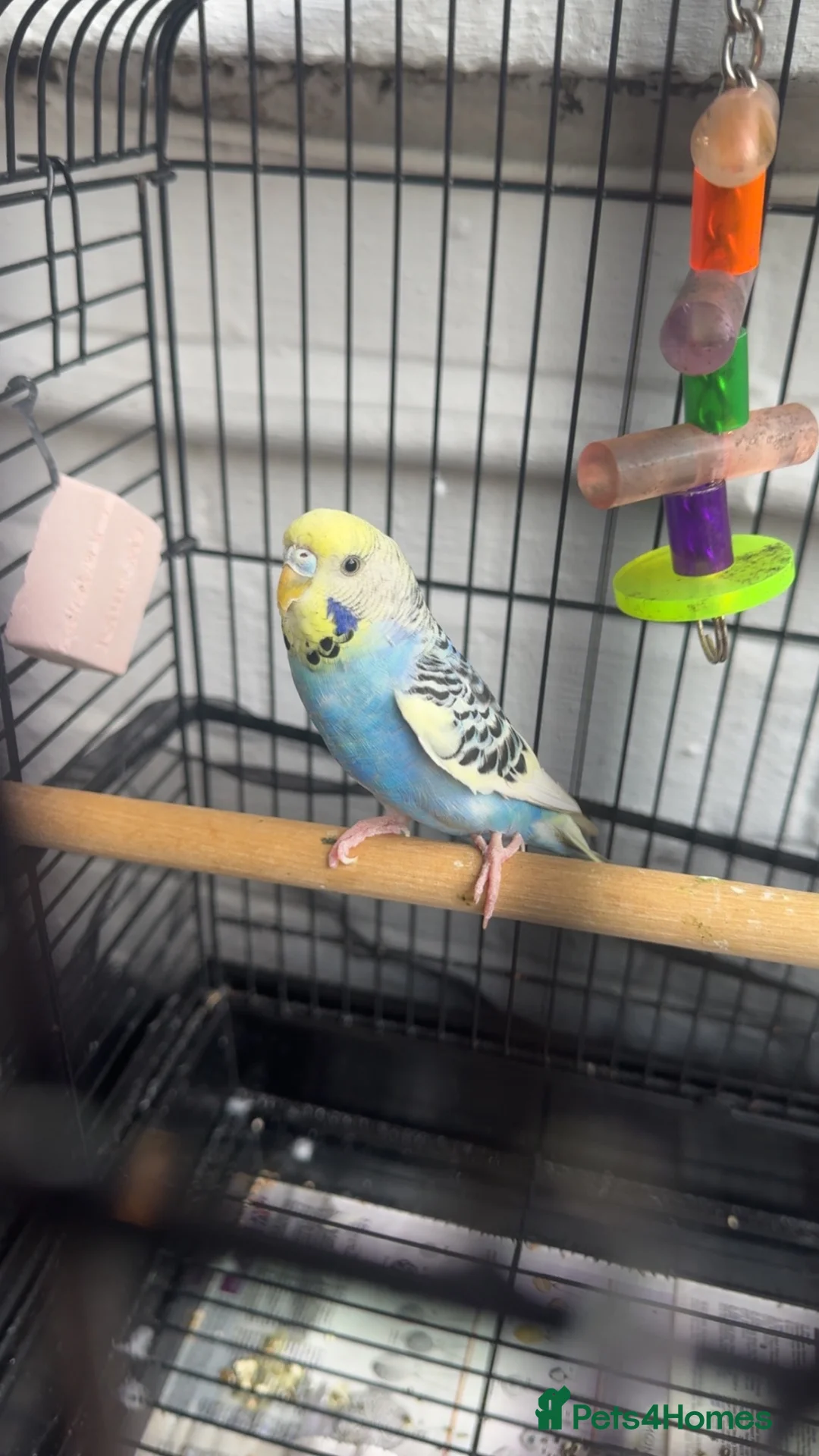Budgerigars birds for sale: Budgie with cage in Sheffield - Advert 1