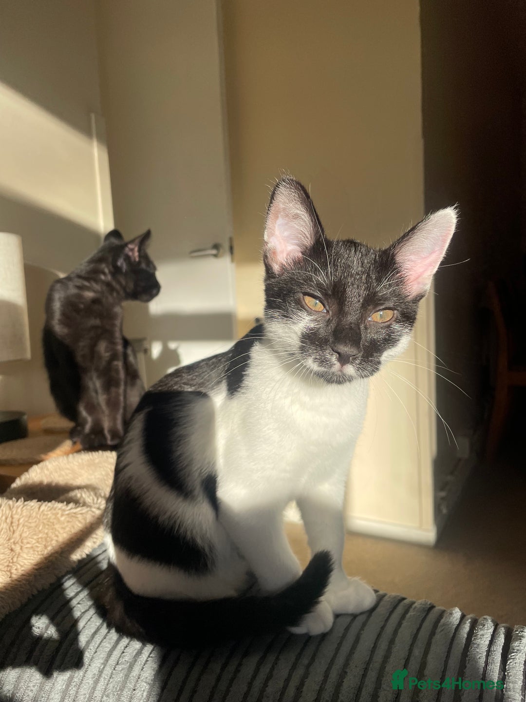 Mixed Breed cats for sale: BROTHER AND SISTER IN NEED OF A NEW HOME  - Advert 2