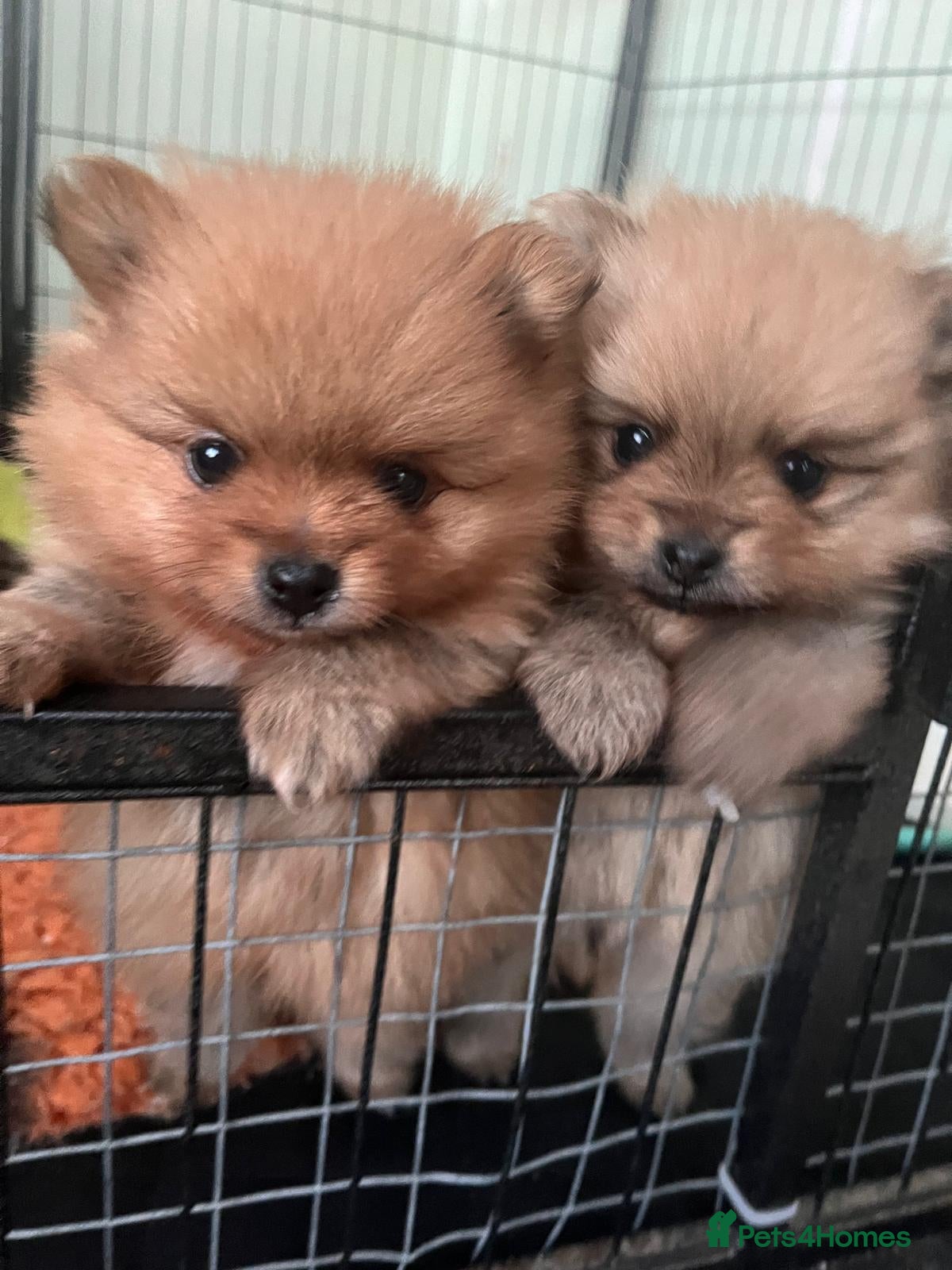 Pomeranian dogs Absolute stunning pups KC registered  - Advert 1