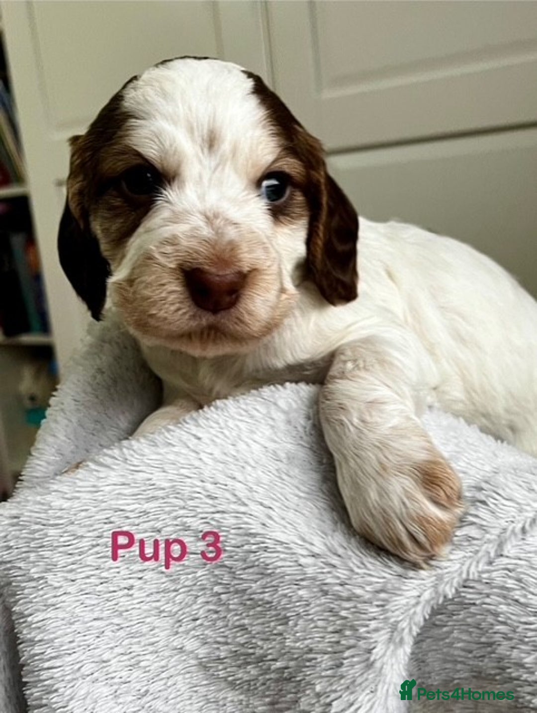 Cockapoo dogs for sale: Adorable Cocker/Cockapoo Puppies - Only 1 left! - Advert 7
