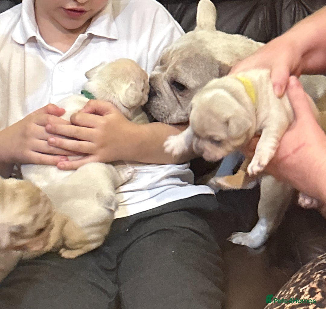 French Bulldog dogs for sale: Beautiful Frenchie babies-4 weeks free insurance - Image 19