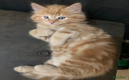 Mixed Breed cats for sale: Lovely kitten for sale  - Image 3
