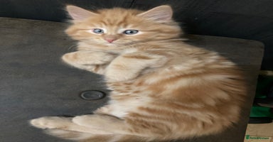 Mixed Breed cats - Advert 5