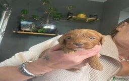 Cavapoo dogs for sale: F1b cavapoos  - Image 7