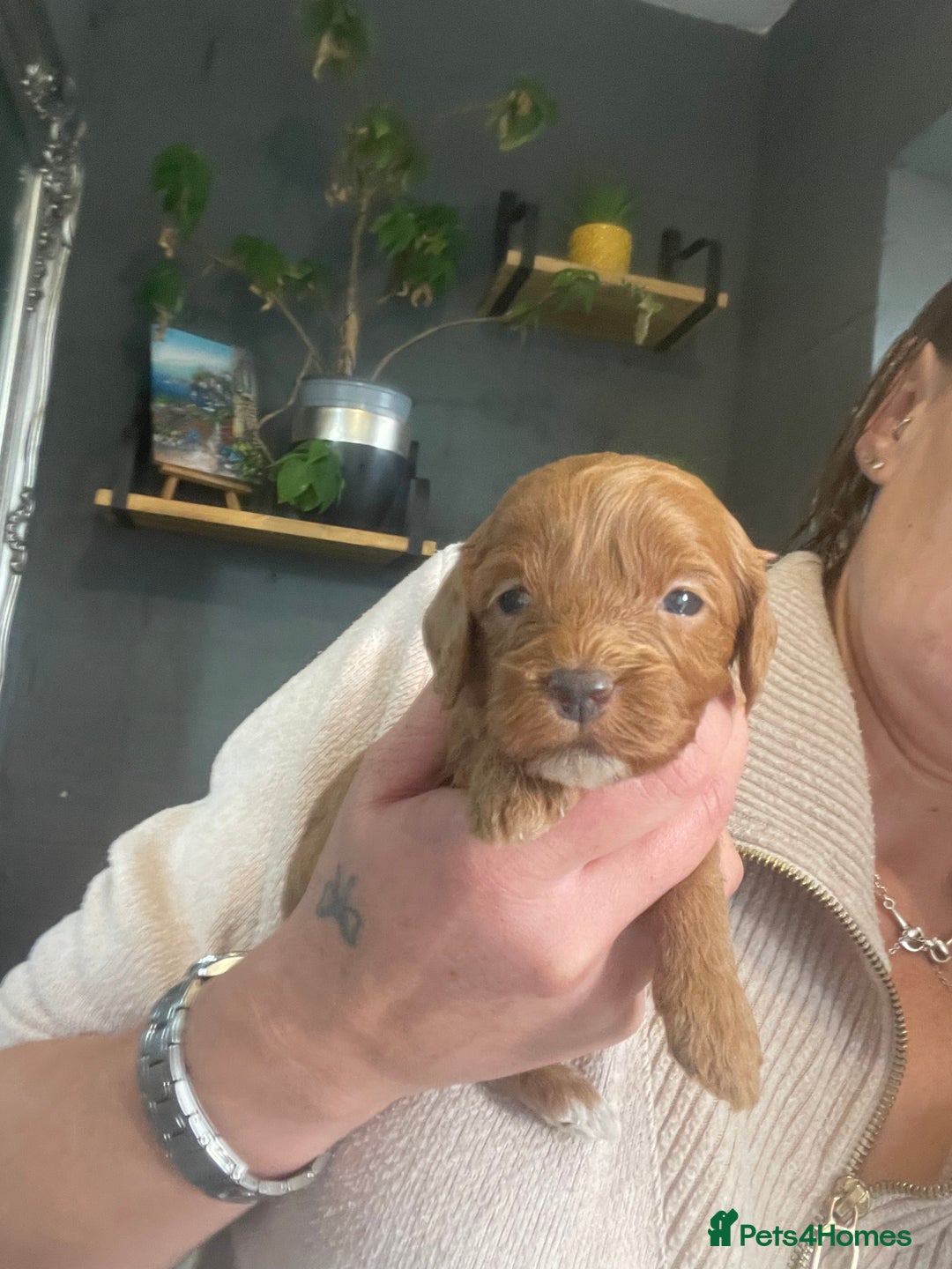 Cavapoo dogs for sale: F1b cavapoos  - Image 7