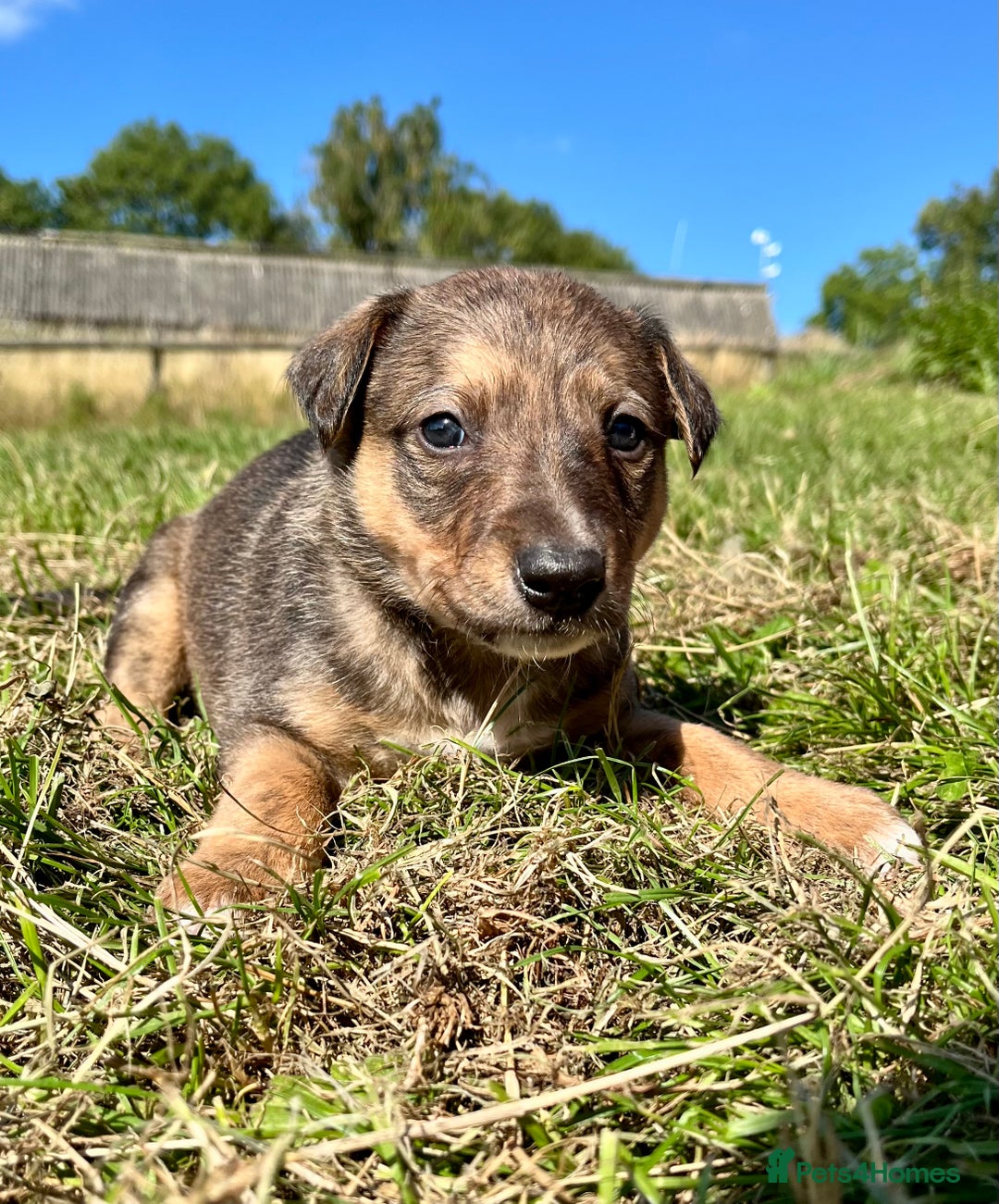 Mixed Breed dogs for sale: Lurcher cross collie pups - Image 3