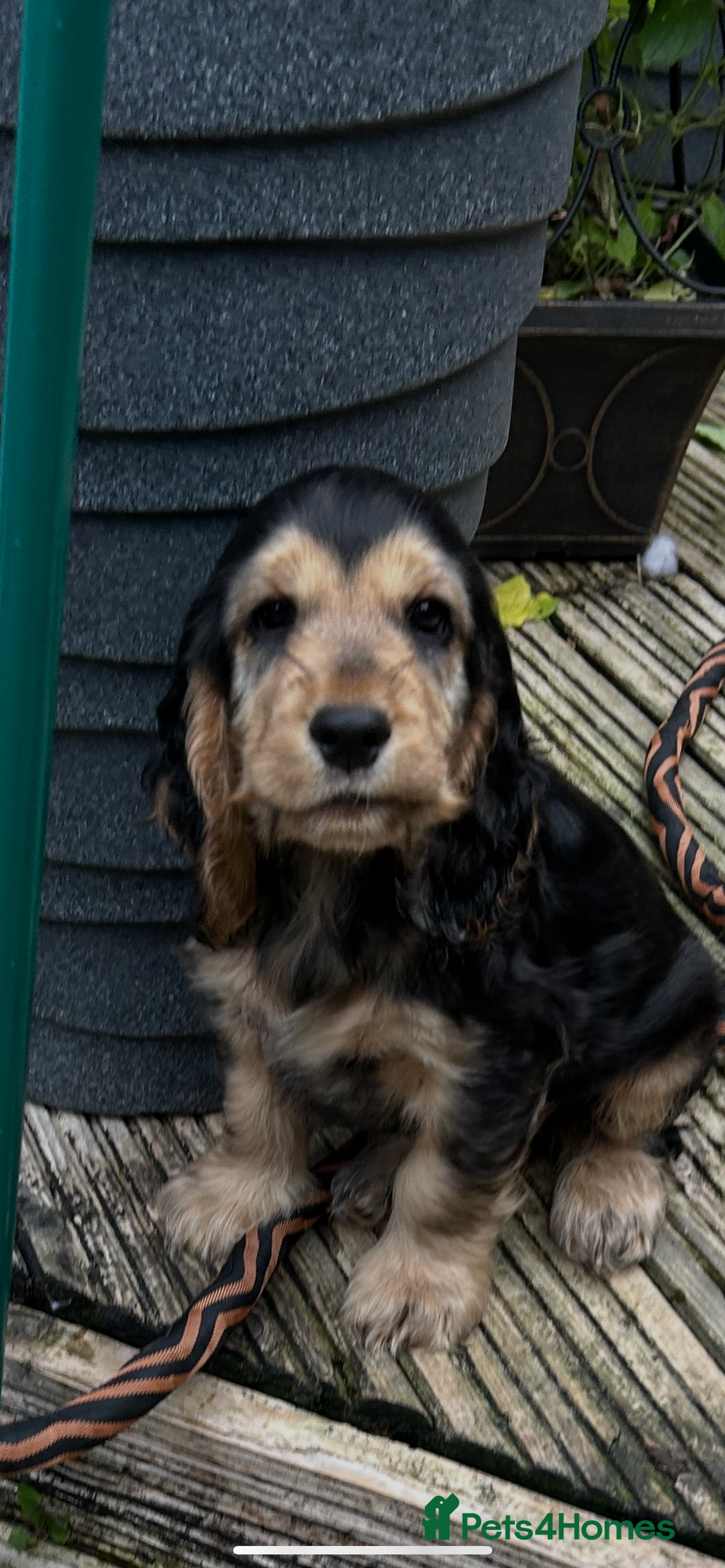 Cocker Spaniel dogs for sale: Sable cockerspaniel puppies - Image 24