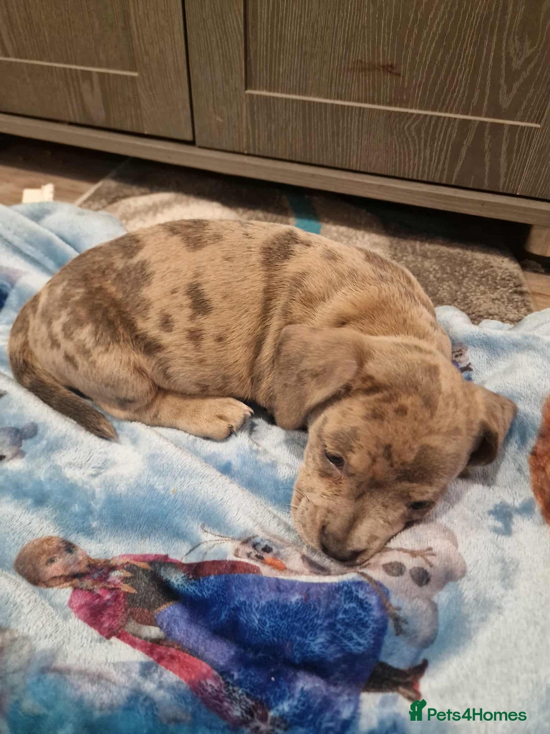 Mixed Breed dogs for sale: Bull weiners 8 weeks old  - Image 7