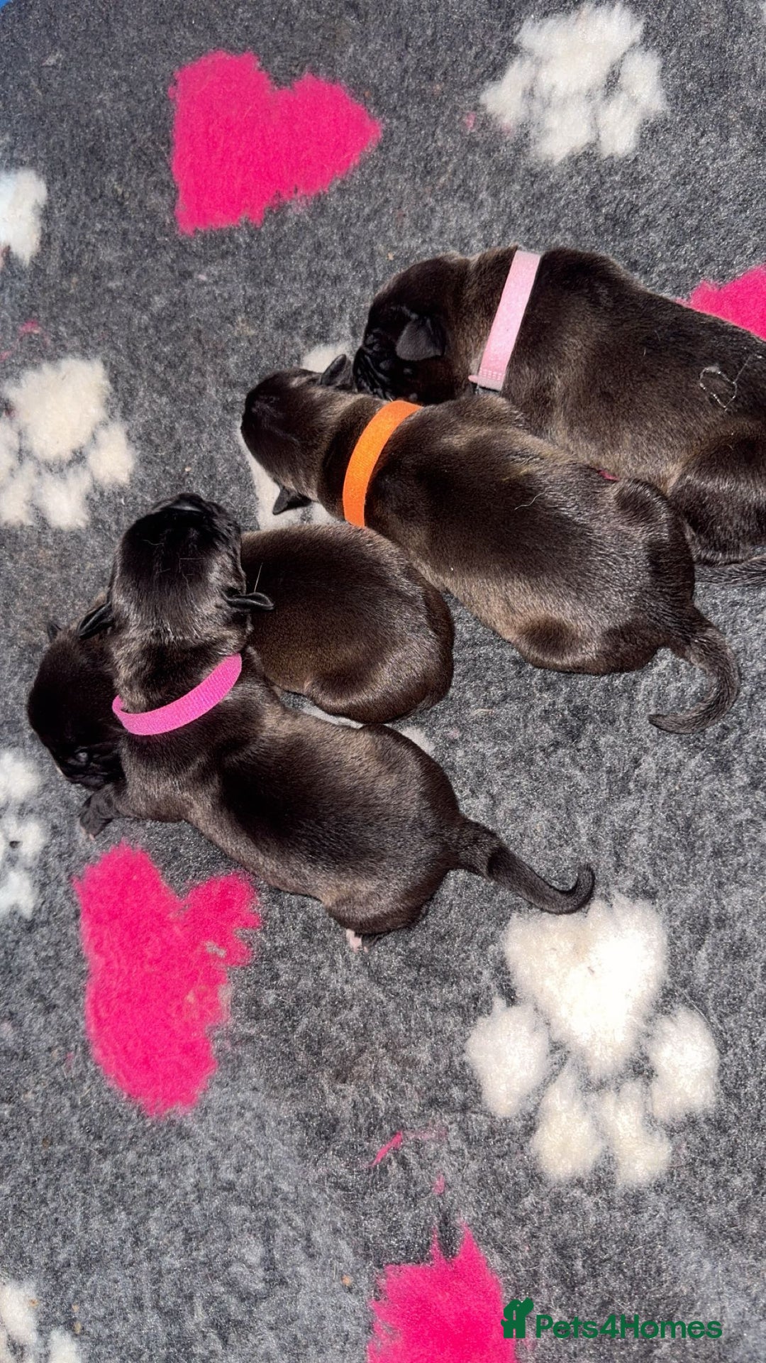 Mixed Breed dogs for sale: 2 dogue de Bordeaux x cane corso puppies - Advert 8