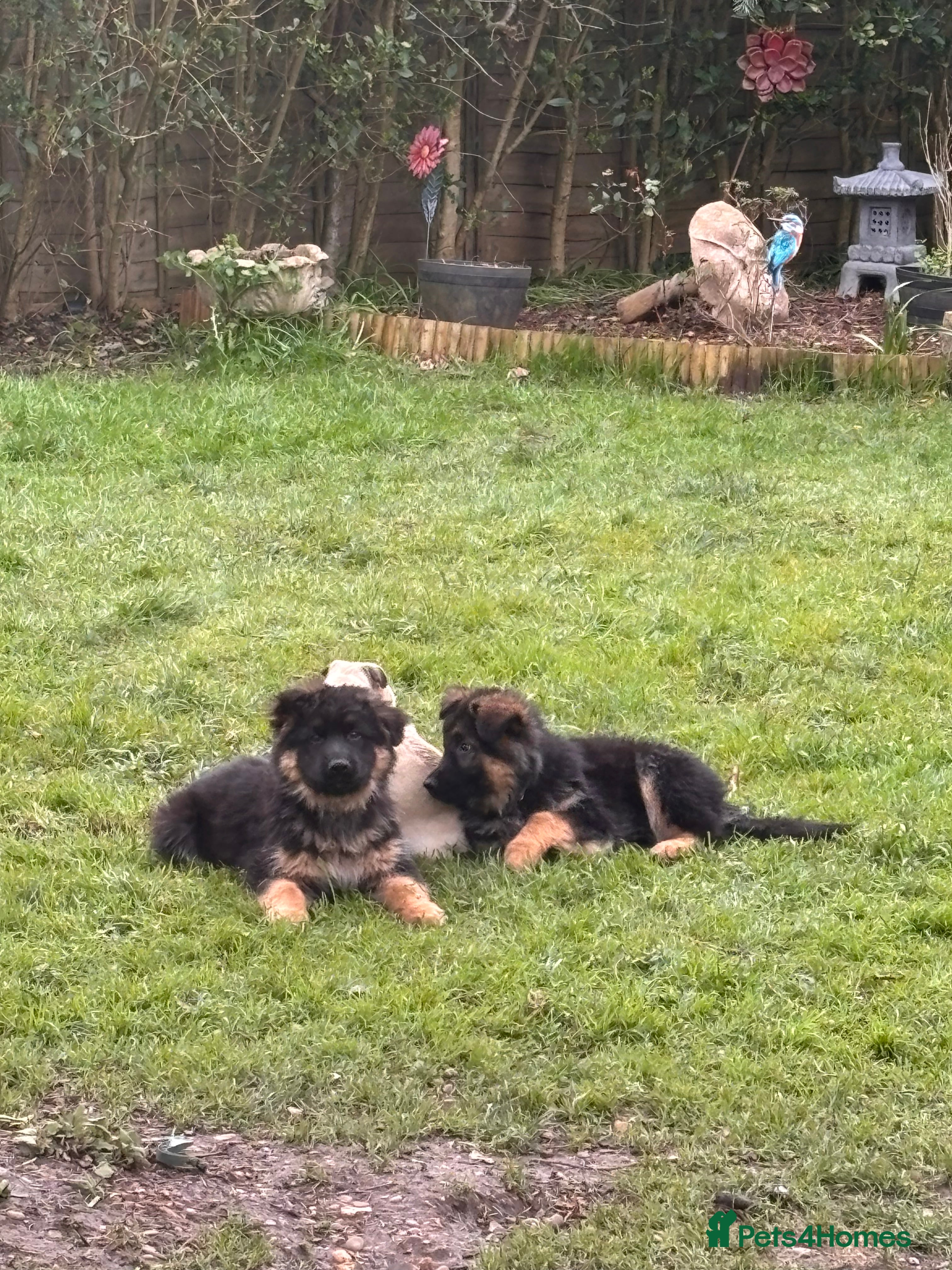 German Shepherd dogs Stunning long haired German Shepards  - Advert 5