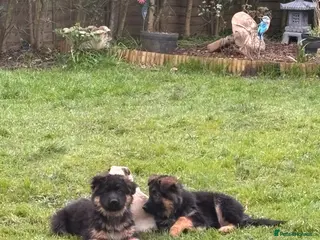 German Shepherd dogs Stunning long haired German Shepards - Advert 10