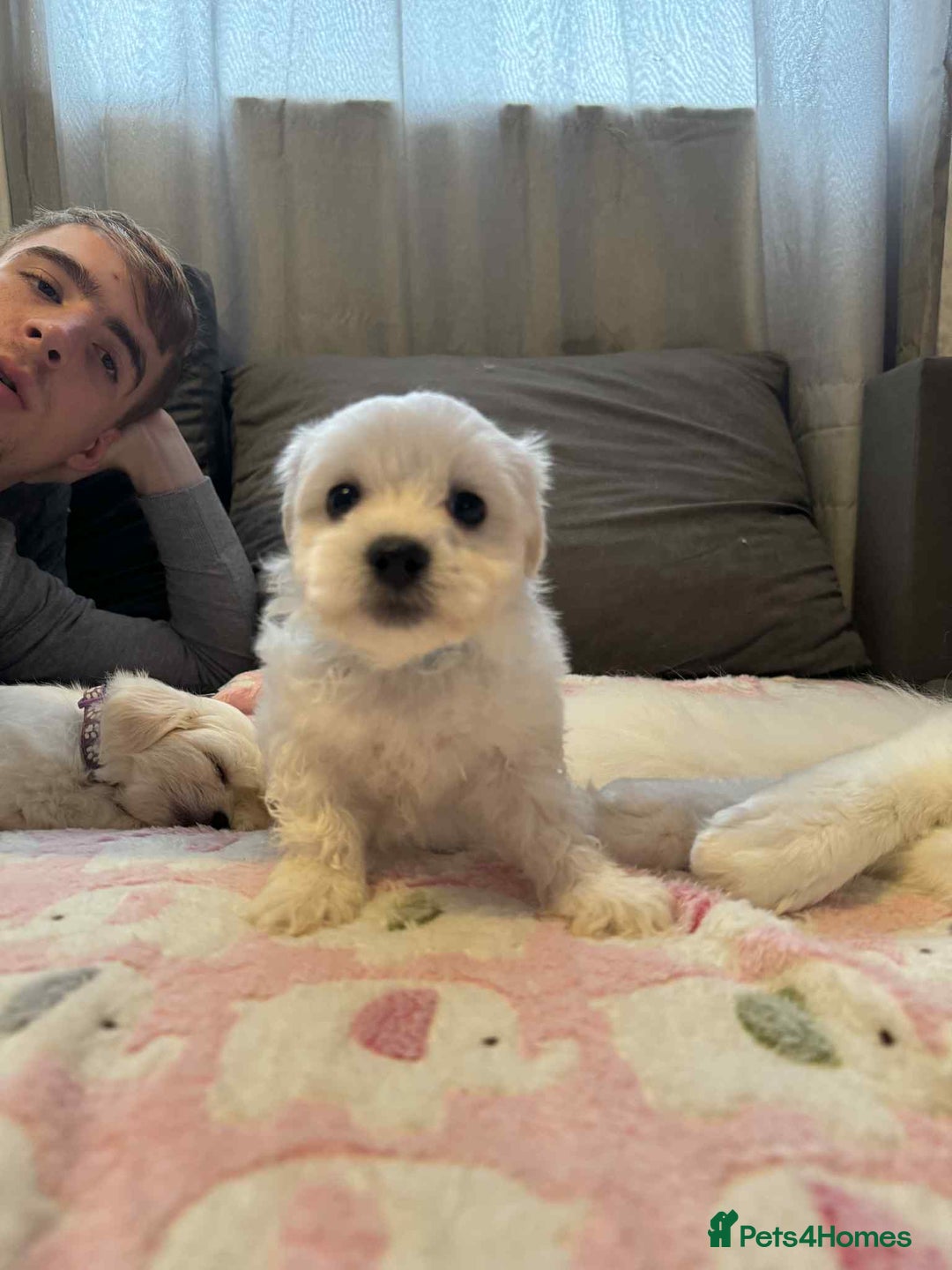 Maltese dogs for sale: Maltese puppies - Image 26