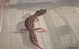 Gecko reptiles for sale: Various proven breeder leopard geckos  - Image 2