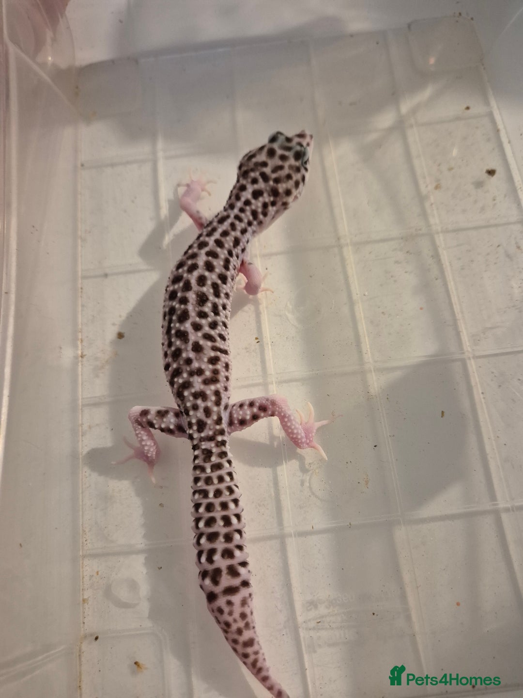 Gecko reptiles for sale: Various proven breeder leopard geckos  - Image 2