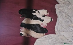 Cockapoo dogs for sale: Cockerpoo puppies for sale  - Image 14