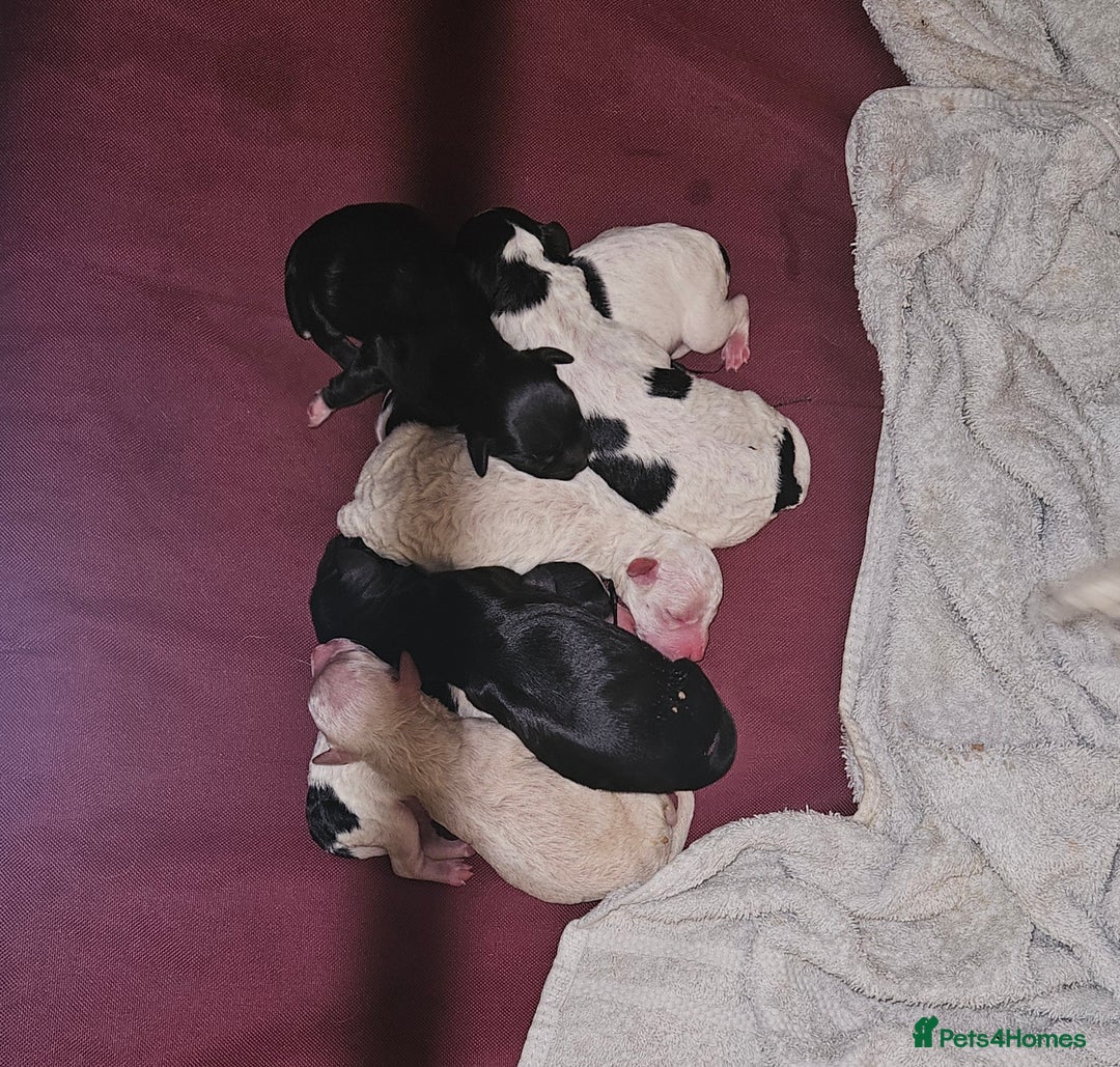 Cockapoo dogs for sale: Cockerpoo puppies for sale  - Image 14