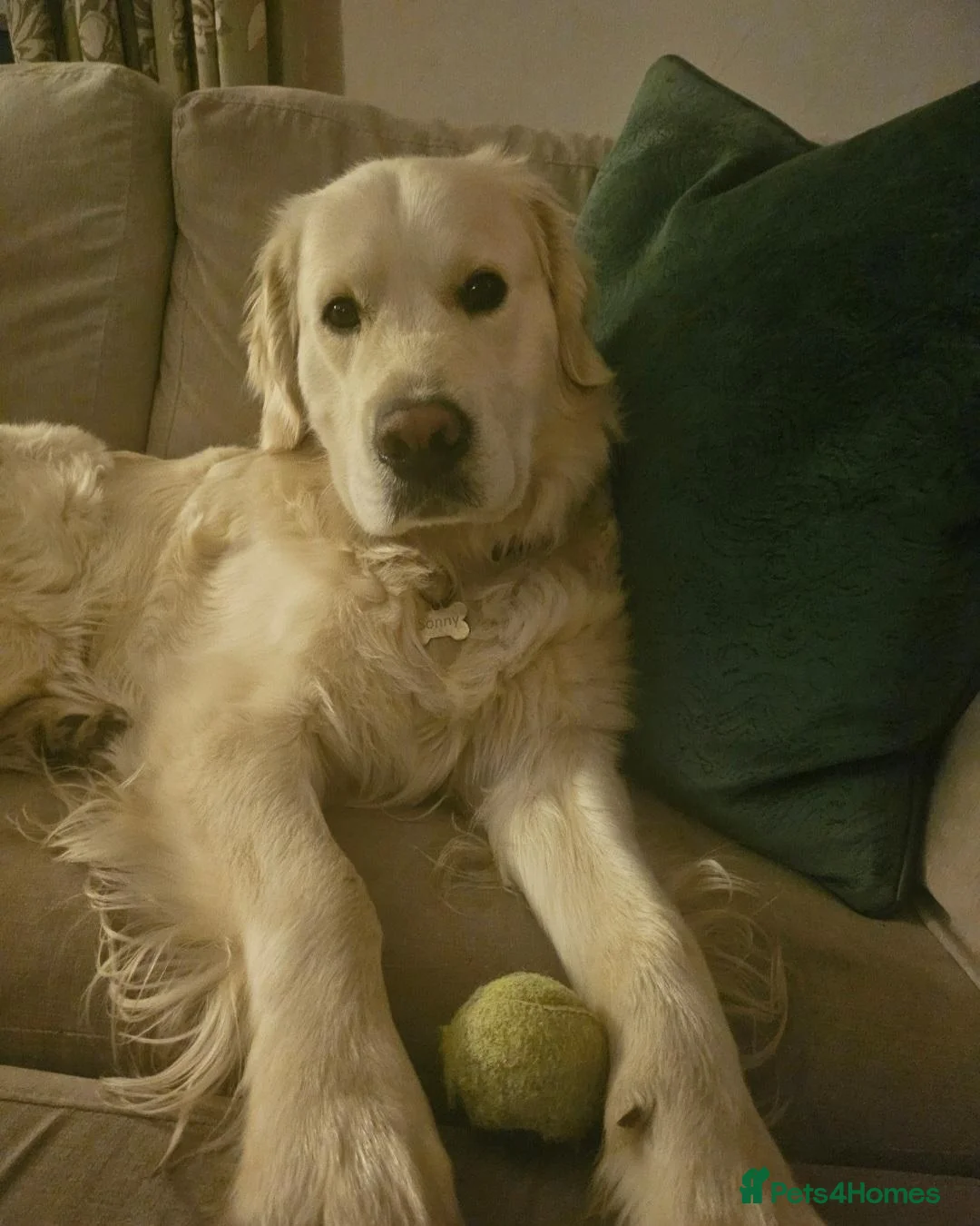 Golden Retriever dogs for stud: Sonny the Stud - Advert 4