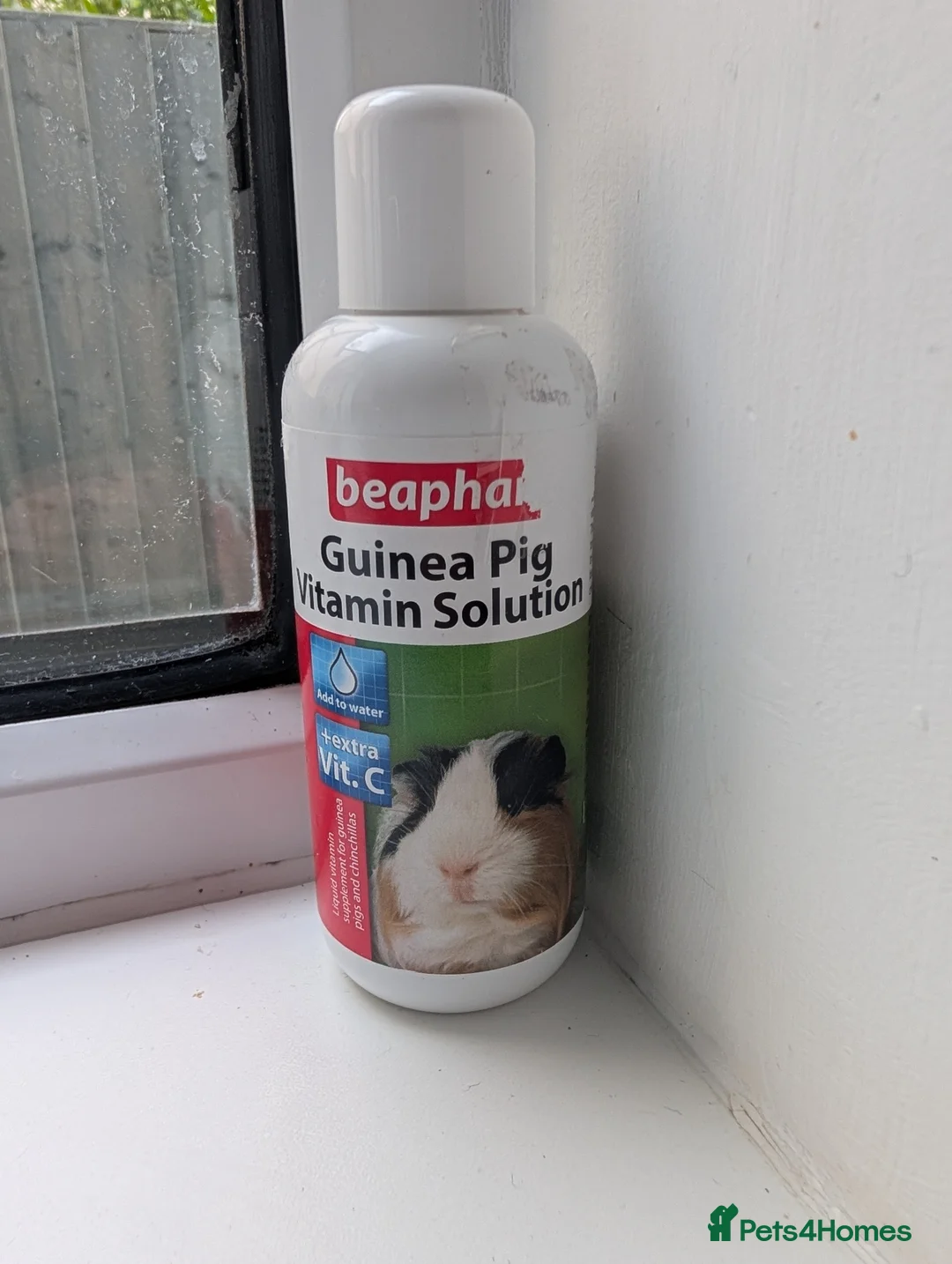 Guinea Pig rodents for sale: guinea pigs with cage in Hinckley - Advert 6