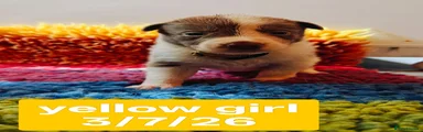 Yellow collar girl