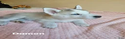 Siberian Husky dogs for sale: 💙♥️ 7 puppies looking for forever home ♥️💙 in Newcastle - Advert 6