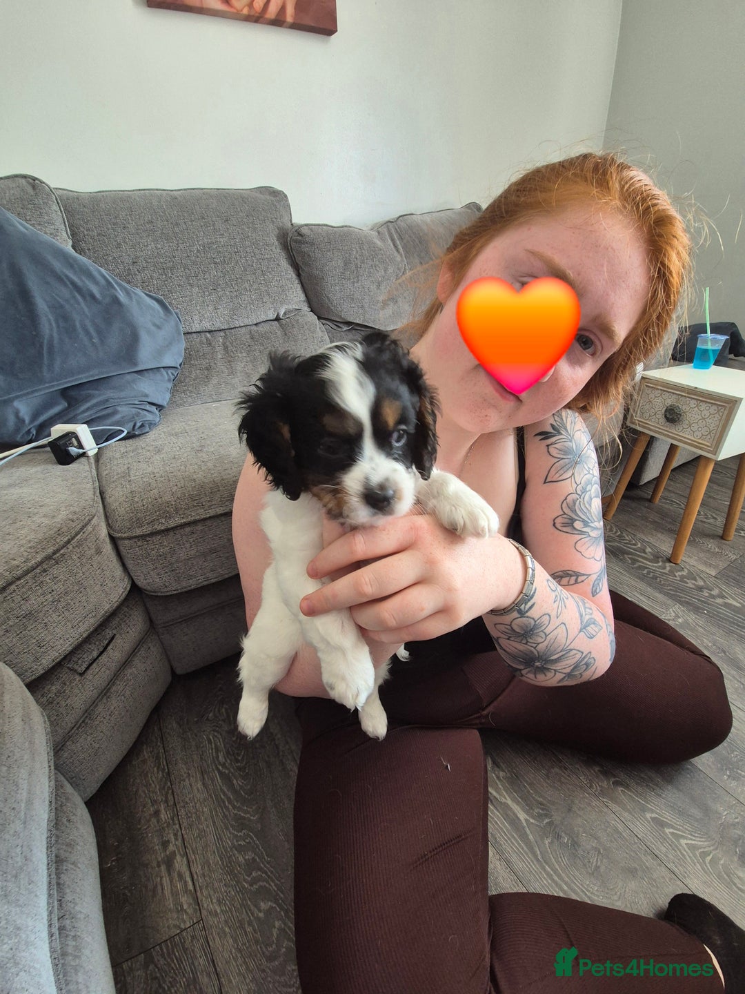 Cockalier dogs for sale: Cavalier king Charles spaniel x cocker spaniel  - Image 12