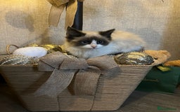 Ragdoll cats for sale: 2 beautiful fluffy ragdoll kittens for sale  - Advert 8