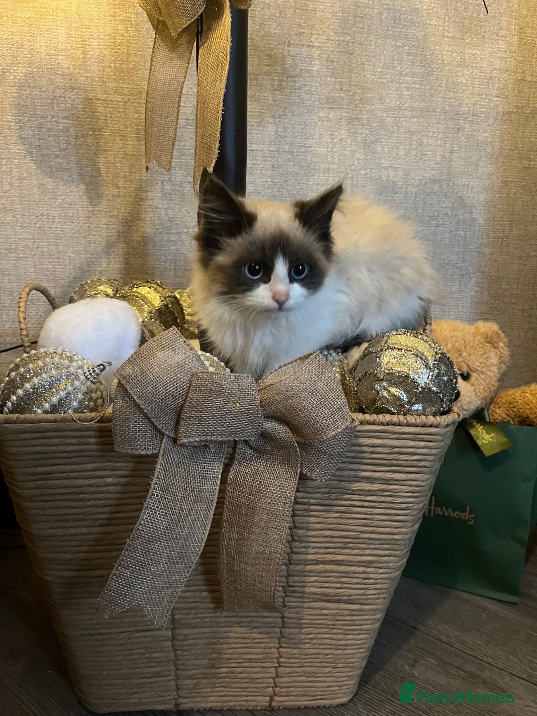 Ragdoll cats for sale: 2 beautiful fluffy ragdoll kittens for sale  - Advert 8