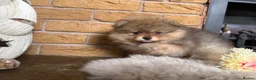 Pomeranian dogs for sale: ✨ Exclusive Teddy Bear Face Pomeranian Puppies ✨ - Advert 19