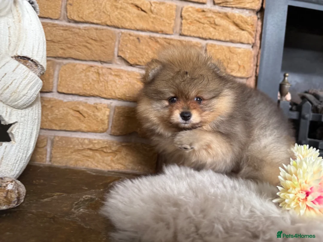 Pomeranian dogs for sale: ✨ Exclusive Teddy Bear Face Pomeranian Puppies ✨ - Advert 2