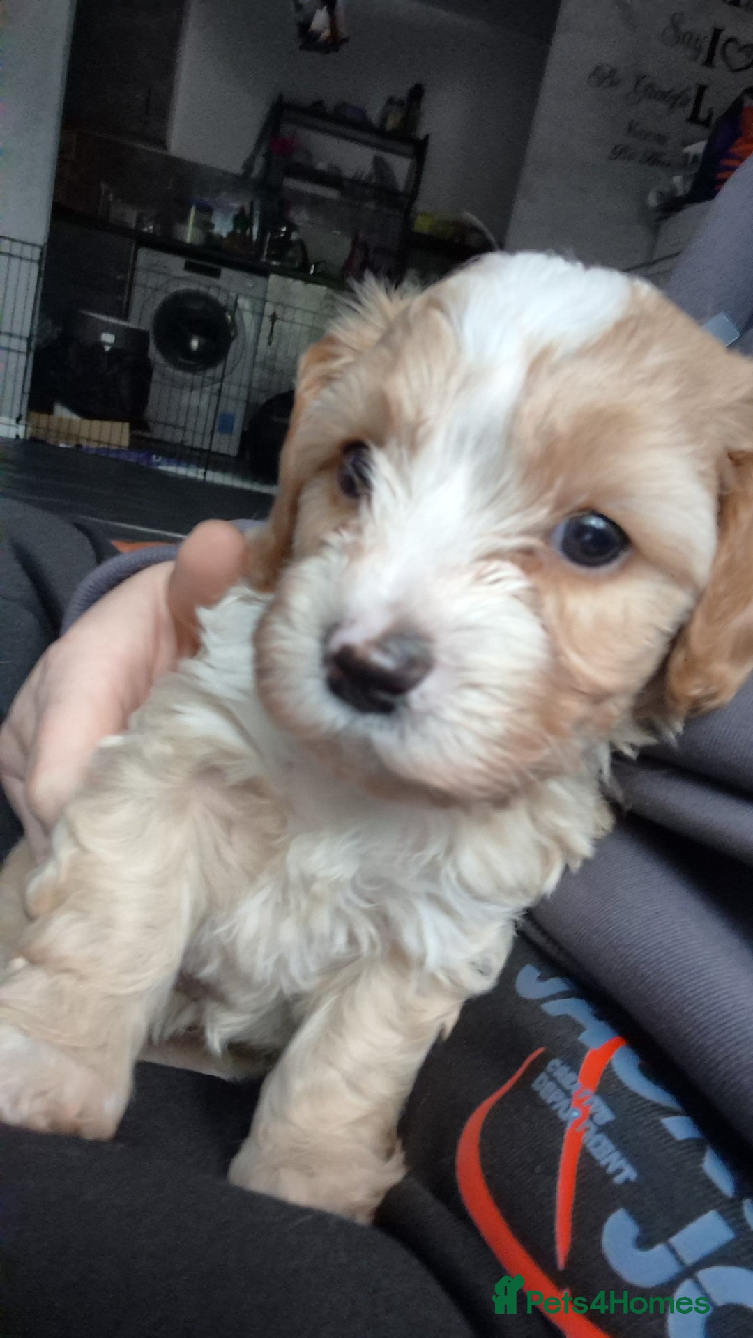 Cavapoo dogs for sale: Beautiful healthy cavapoo puppies - Image 4