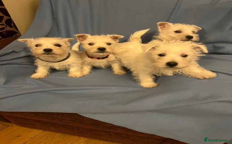 West Highland Terrier dogs Lovely litter of Westie Puppies - Advert 11