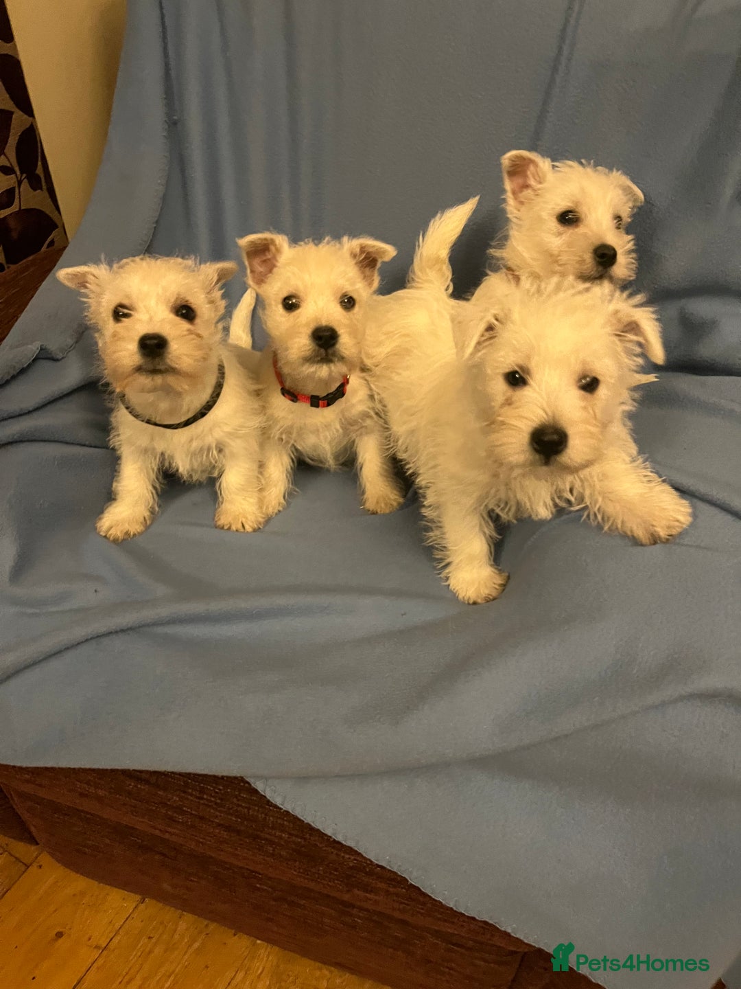 West Highland Terrier dogs for sale: Lovely litter of Westie Puppies - Advert 1