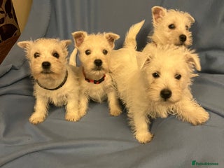 West Highland Terrier dogs Lovely litter of Westie Puppies - Advert 1