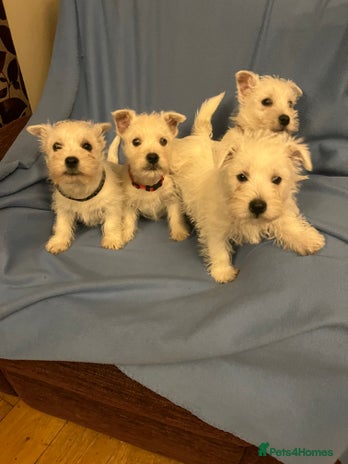 West Highland Terrier dogs Lovely litter of Westie Puppies - Advert 1