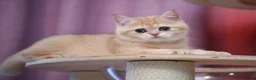 Scottish Fold cats for sale: Scottish fold and straight girls - Advert 12
