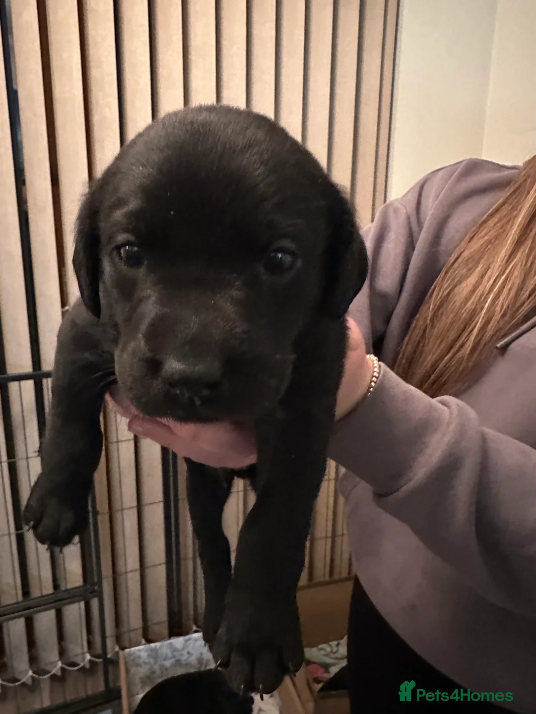 Labrador Retriever dogs for sale: Black Labrador Retrievers - Advert 2