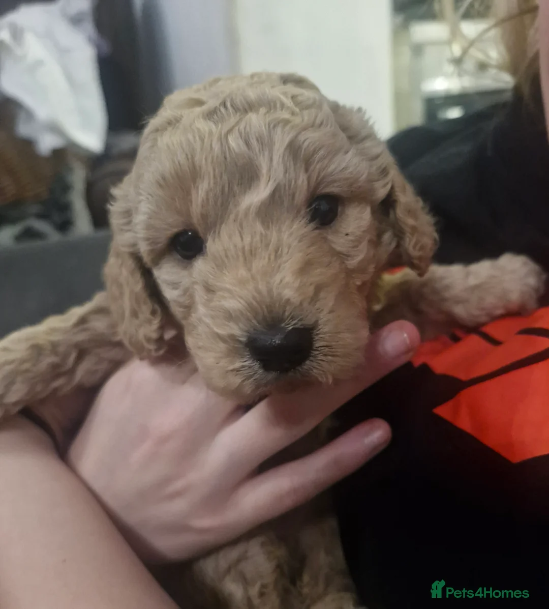 Cockapoo dogs for sale:  Cockapoo puppies F2B - Advert 7
